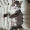 SPELLMAN ET SABRINA À ADOPTER ENSEMBLE