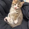 SPELLMAN ET SABRINA À ADOPTER ENSEMBLE