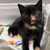 SPELLMAN ET SABRINA À ADOPTER ENSEMBLE