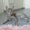 POMPONETTE