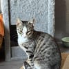 Hübsche Eleni sucht ein Zuhause