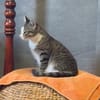 Hübsche Eleni sucht ein Zuhause