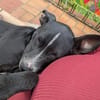 ❤ Saphira sucht ihr für immer Zuhause