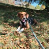 🐾❤ AZZA  UNKOMPLIZIERTER ANFÄNGERHUND