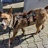 Nadia, verträglich, verschmust, lernfreudig