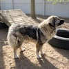 Edwina -Liebevolle Hundedame sucht tolles Zuhause!