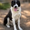 Pixie (Pampinea)- Sanfte Maus sucht ihr Zuhause