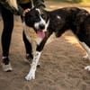 Pixie (Pampinea)- Sanfte Maus sucht ihr Zuhause