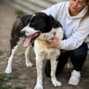 Pixie (Pampinea)- Sanfte Maus sucht ihr Zuhause