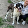 Pixie (Pampinea)- Sanfte Maus sucht ihr Zuhause