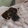 Hundekind sucht Bestplatz