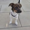 Hundekind sucht Bestplatz