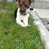 Hundekind sucht Bestplatz