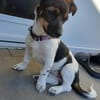 Hundekind sucht Bestplatz
