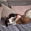 Hundekind sucht Bestplatz