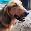 Goofy  Lausbubencharme zum Verlieben