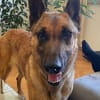 Malinois-Mix ROCKY wartet in 07806 Weira