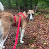 Romo, aufgeweckt, neugierig, verträglich