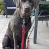 Bandit - Hundekenner aufgepasst!