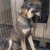 Geani, netter Hund sucht neues Zuhause