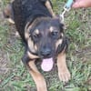 Geani, netter Hund sucht neues Zuhause