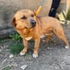 Cuki- Hübscher Hundejunge möchte endlich ankommen!
