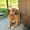 Cuki- Hübscher Hundejunge möchte endlich ankommen!