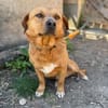 Cuki- Hübscher Hundejunge möchte endlich ankommen!