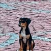 Jerry, eine lieber kleiner Hund in Aachen