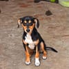 Jerry, eine lieber kleiner Hund in Aachen