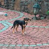 Jerry, eine lieber kleiner Hund in Aachen