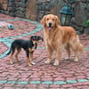 Jerry, eine lieber kleiner Hund in Aachen