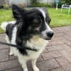 Zauberhafte, kleine DORA sucht.....