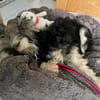 Kuma, aufgeschlossen, freundlich