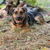 Persil - sanfter Herzenshund, lieb & verschmust