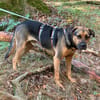 Persil - sanfter Herzenshund, lieb & verschmust