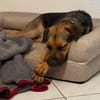 Persil - sanfter Herzenshund, lieb & verschmust
