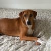 Ira  hübsches Hundemädchen sucht Menschen mit Herz
