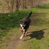 Nero sucht sein Zuhause
