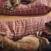 Rusty1 sucht sein Zuhause - NEUE FOTOS!!