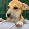 Milo Welpe - sucht liebevolle Familie!