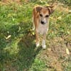 Milo Welpe - sucht liebevolle Familie!