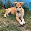 Milo Welpe - sucht liebevolle Familie!
