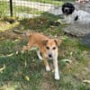Milo Welpe - sucht liebevolle Familie!