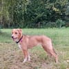 Zola, Hundemädchen sucht neues Zuhause