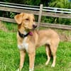 Zola, Hundemädchen sucht neues Zuhause