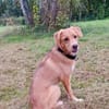 Zola, Hundemädchen sucht neues Zuhause