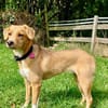 Zola, Hundemädchen sucht neues Zuhause