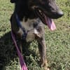 Codin, netter Hund sucht neue Familie