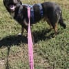 Codin, netter Hund sucht neue Familie